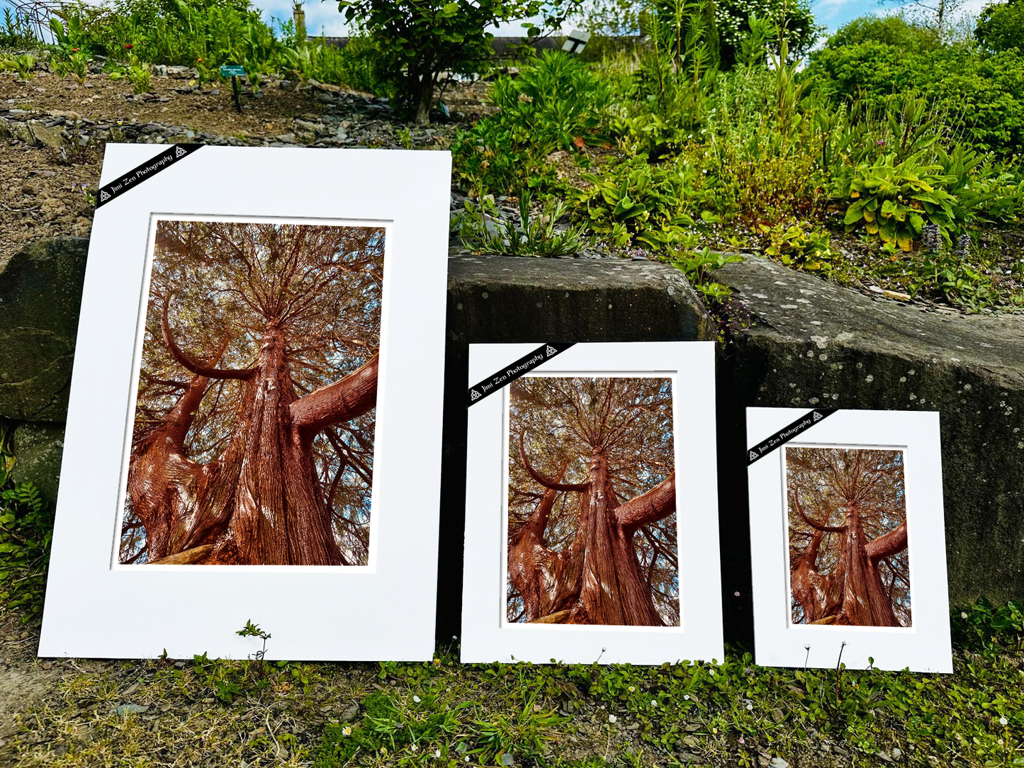 Fir Tree