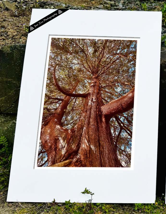 Fir Tree