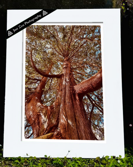 Fir Tree
