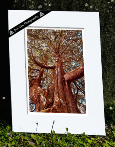 Fir Tree