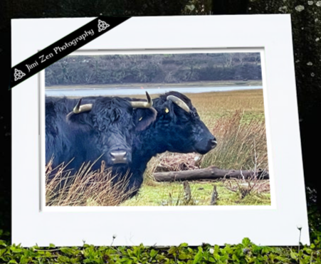 Mythical Two-Headed Bull