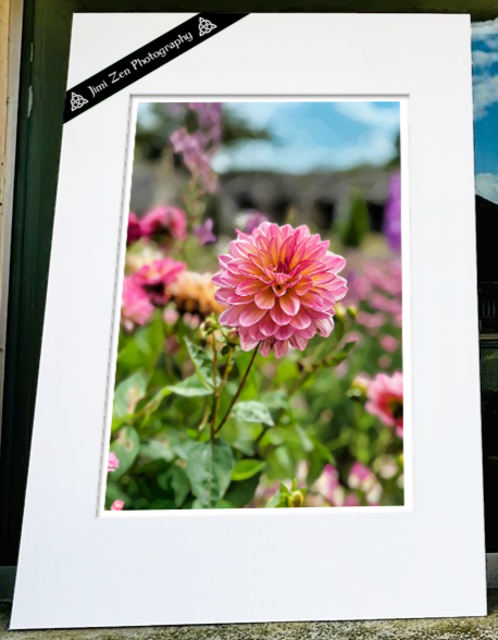 Garden Dahlia