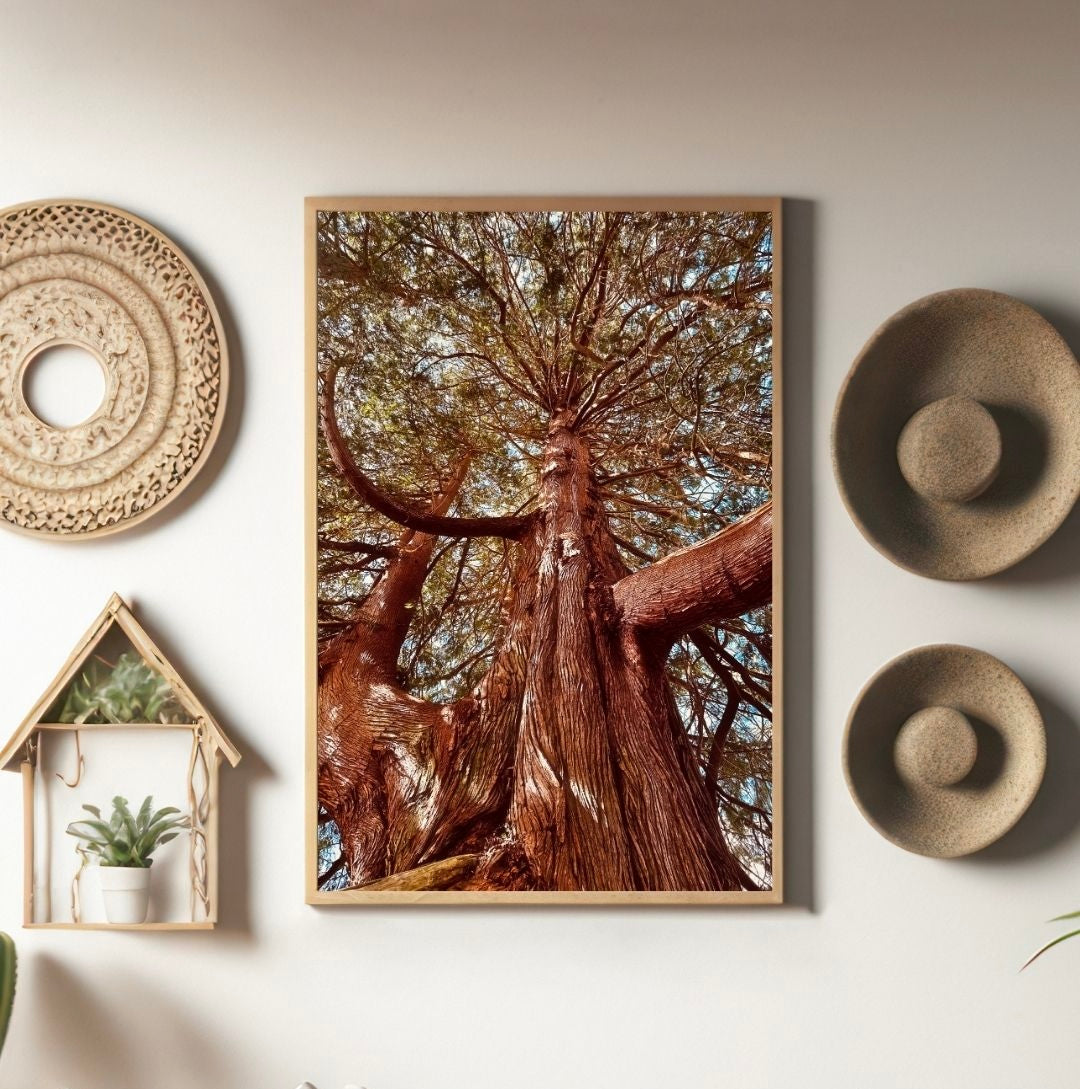 The Botanical Collection