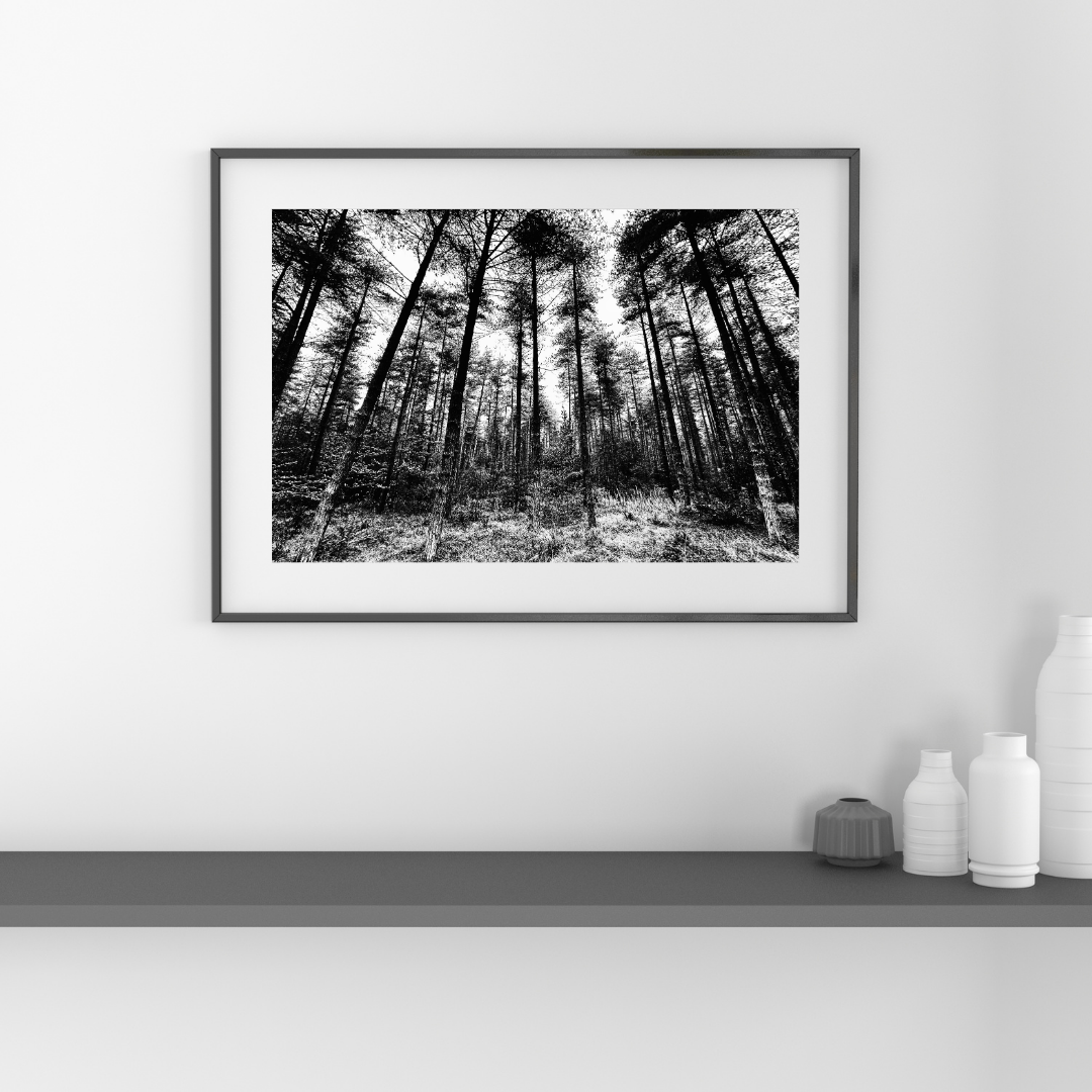 The Back & White Collection