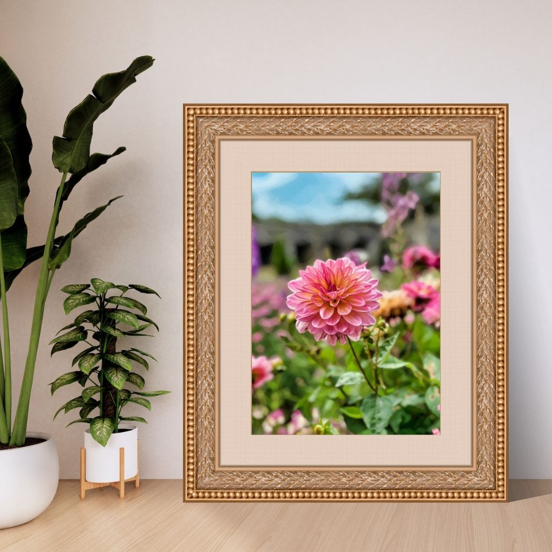 Garden Dahlia