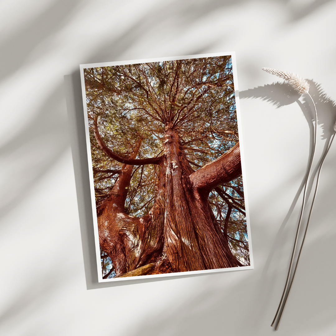 Fir Tree Greeting Card (Blank)