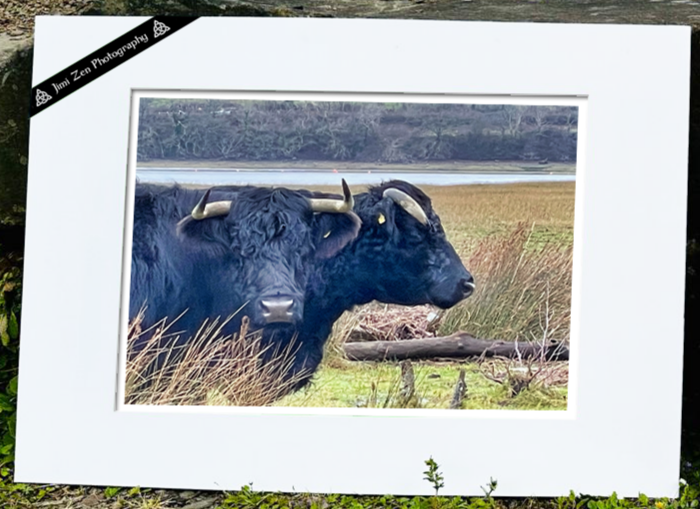 Mythical Two-Headed Bull