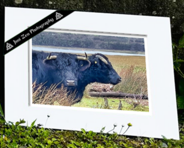 Mythical Two-Headed Bull