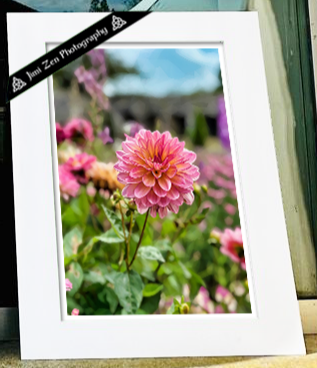 Garden Dahlia